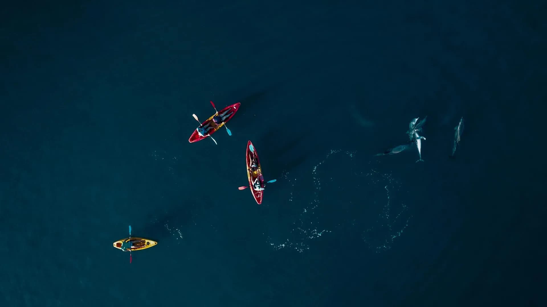 Kayak with Dolphins in Mauritius