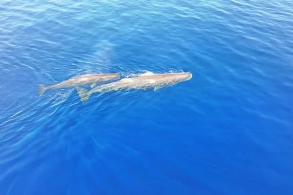 Private Delfin- und Pottwalbeobachtung photo 2