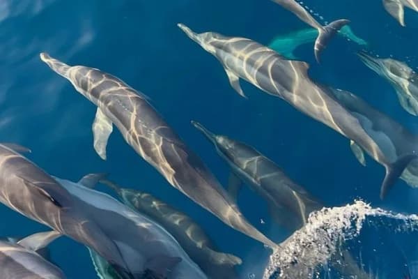 Private Dolphin Watching and Snorkelling with One Drop Excursions