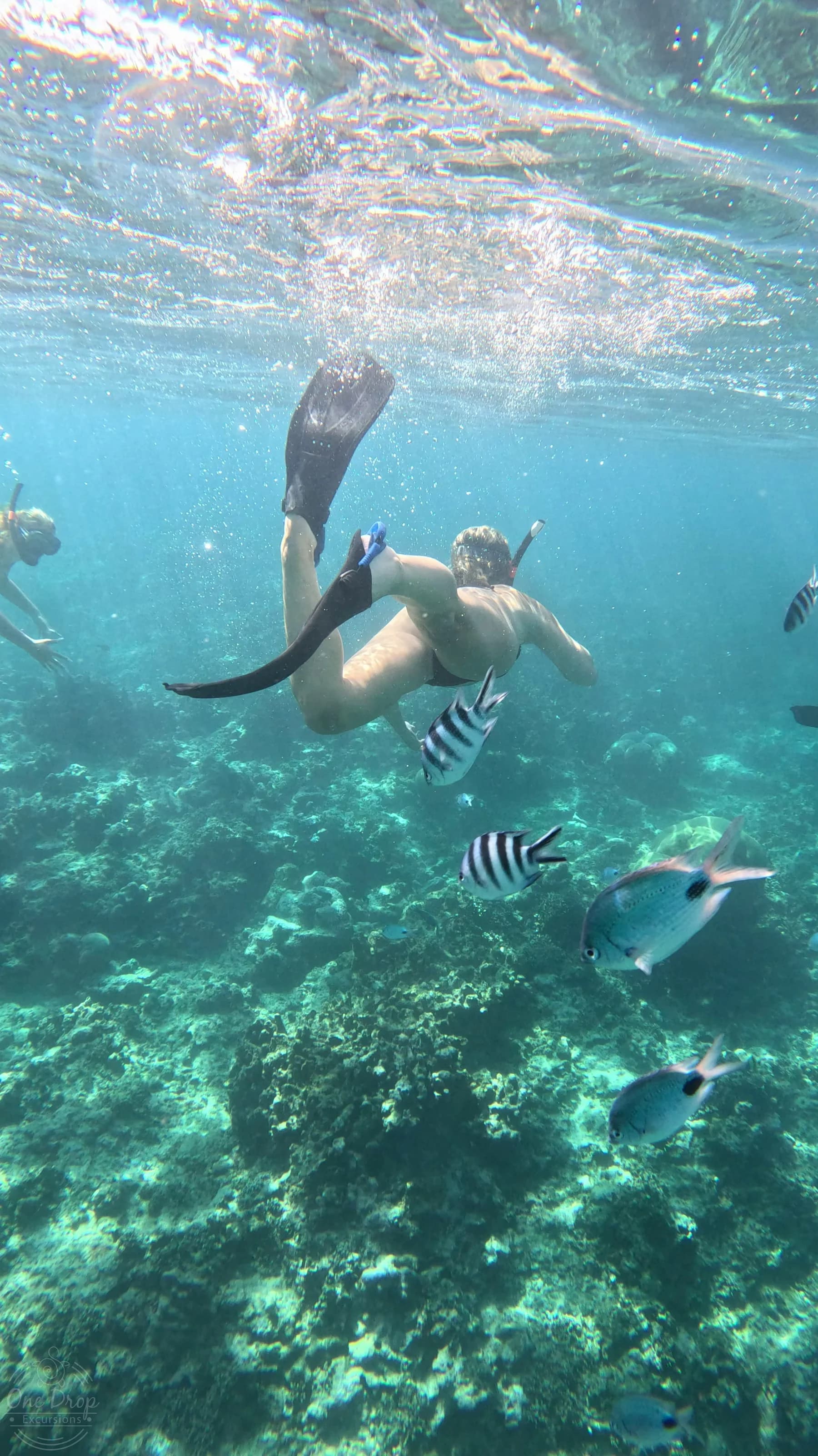 Private Delfin- und Pottwalbeobachtung photo 5