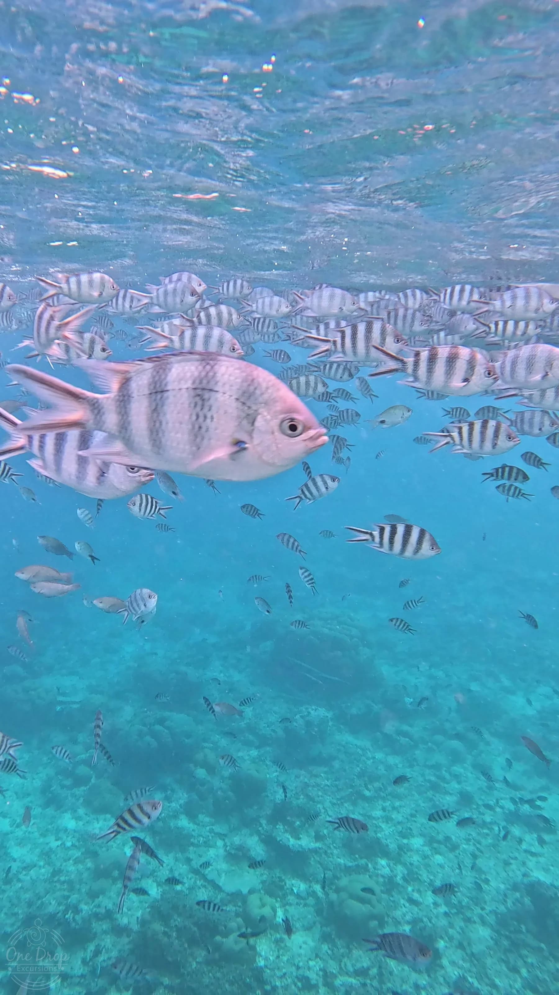 Avvistamento privato dei delfini e snorkeling photo 6