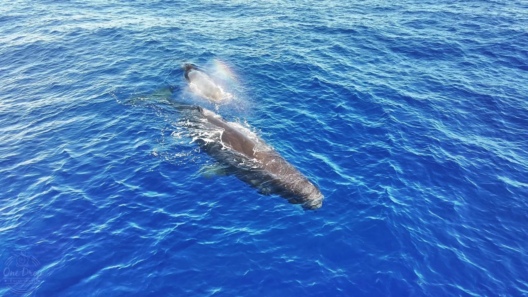 Private Delfin- und Pottwalbeobachtung photo 4