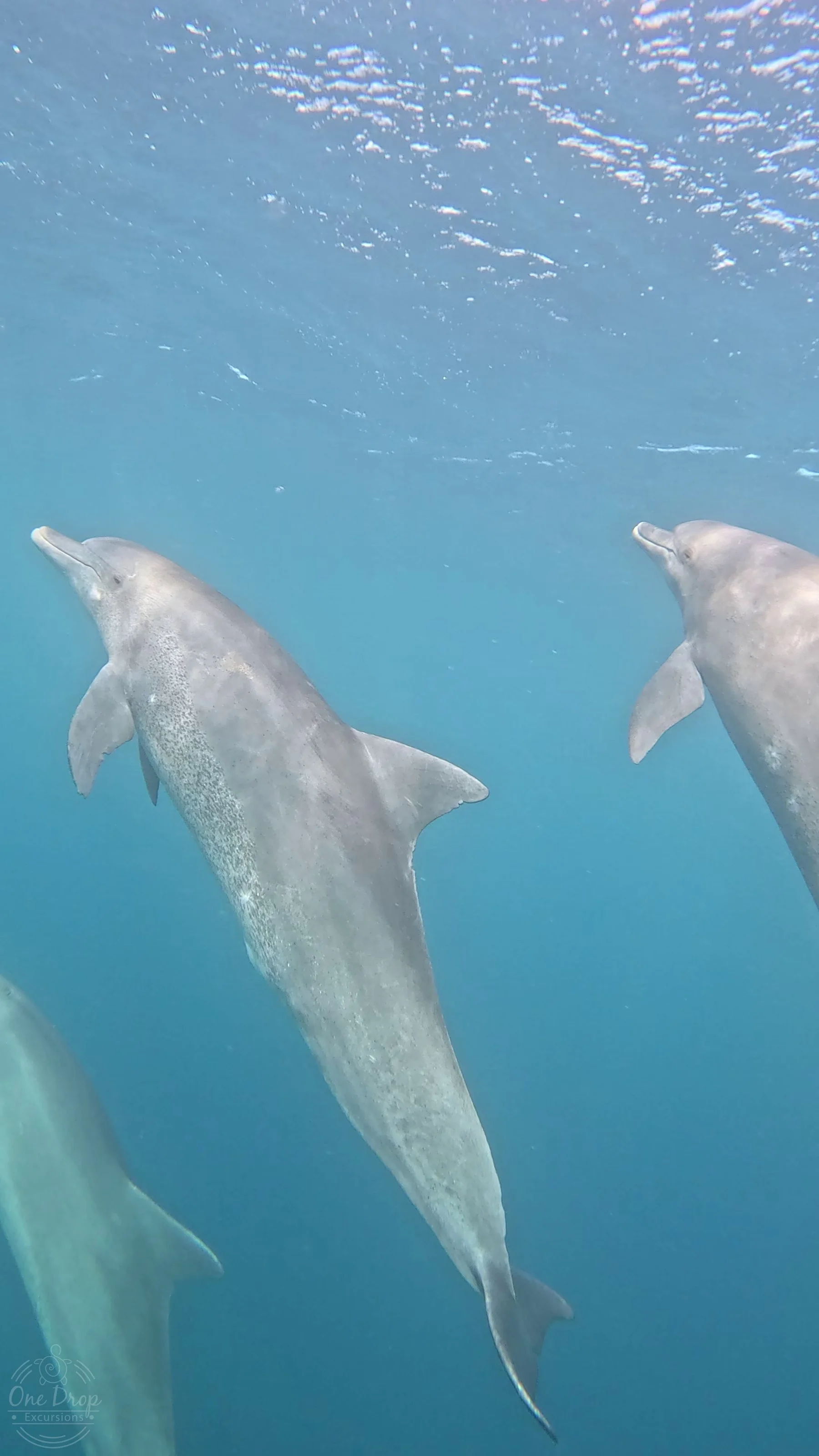 Dolphins swimming underwater during a One Drop Excursions wildlife trip.