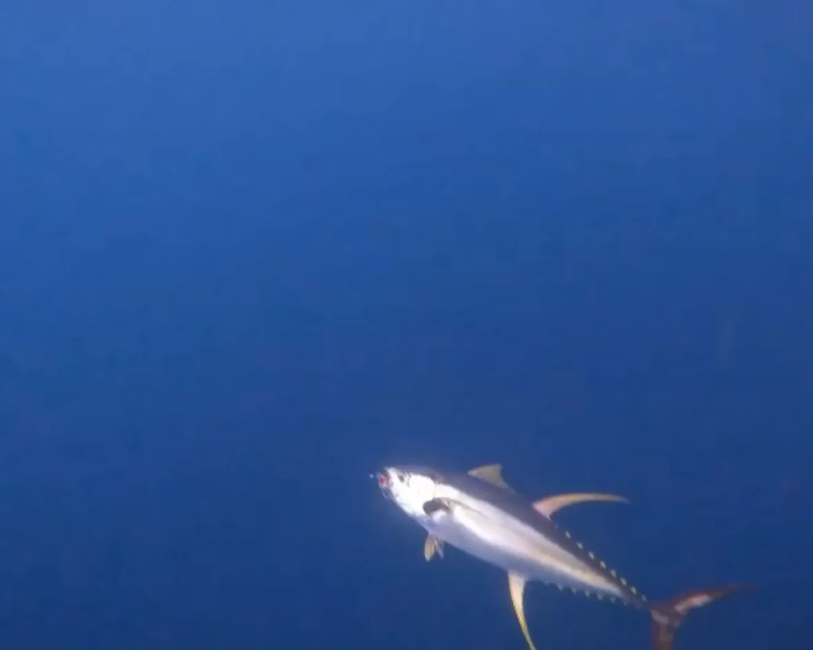 A tuna in the water alongside the boat