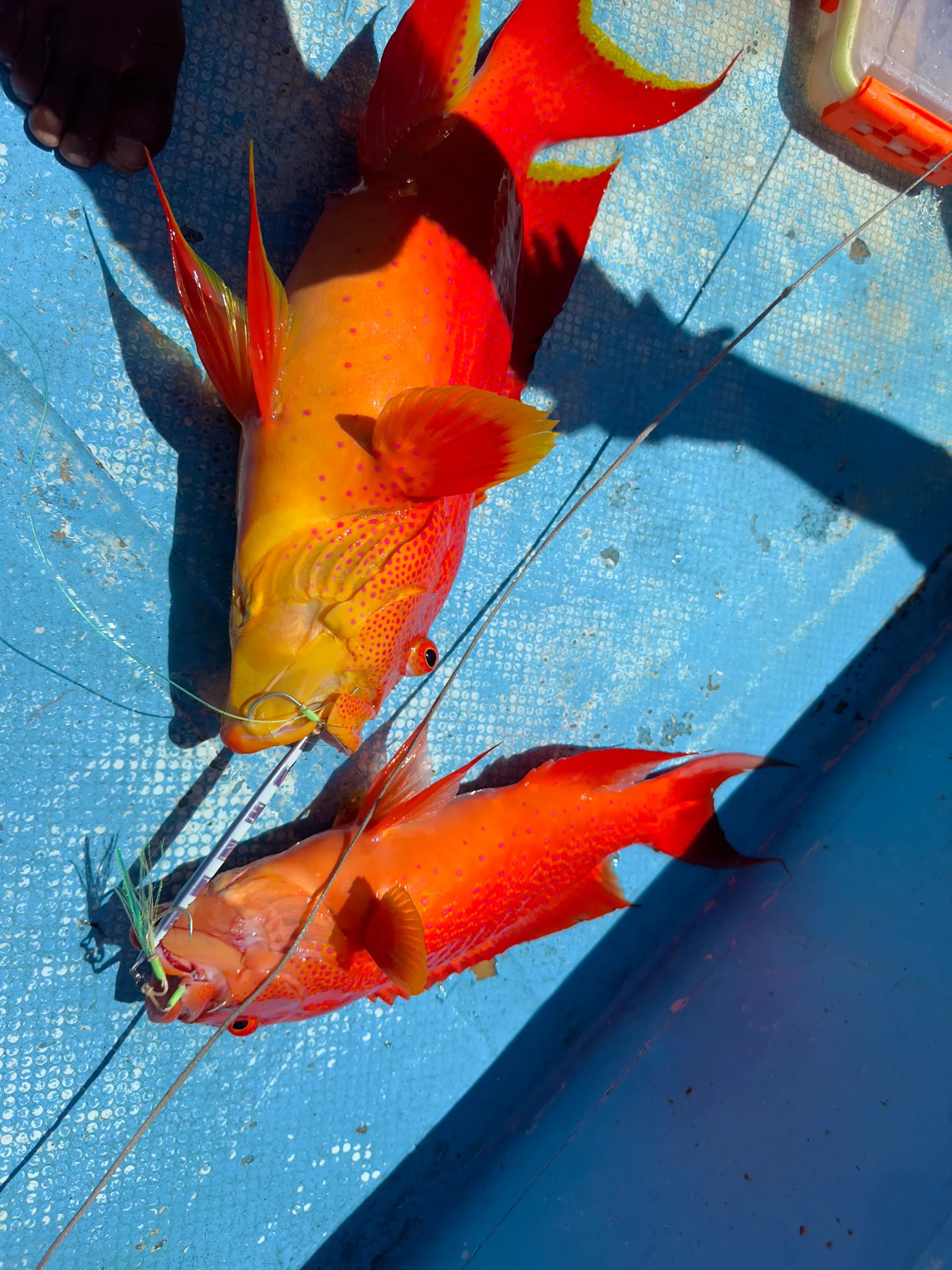 Poissons remontés sur le pont du bateau