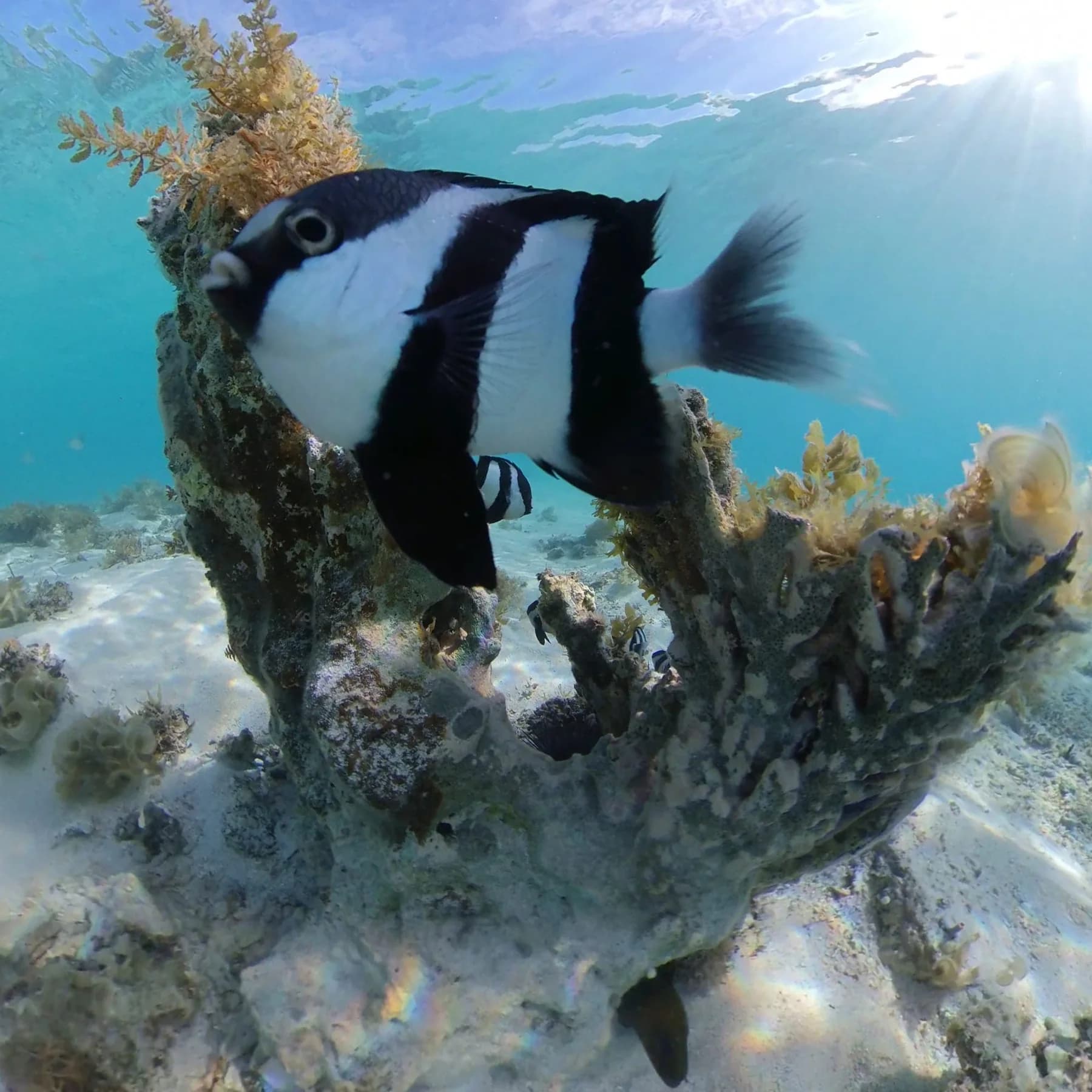 A reef fish above coral in the lagoon