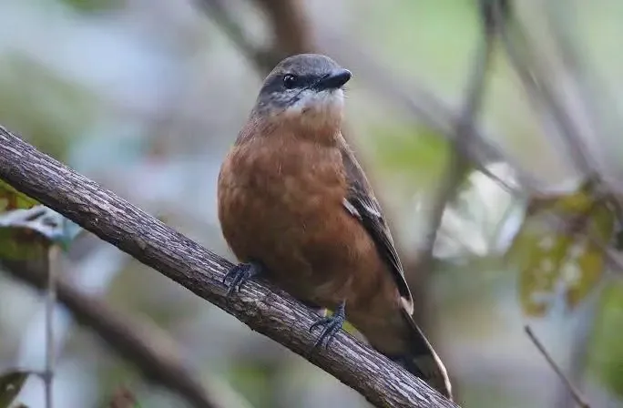 Endemics of Mauritius: A Curated Walk (Bird-Watching)