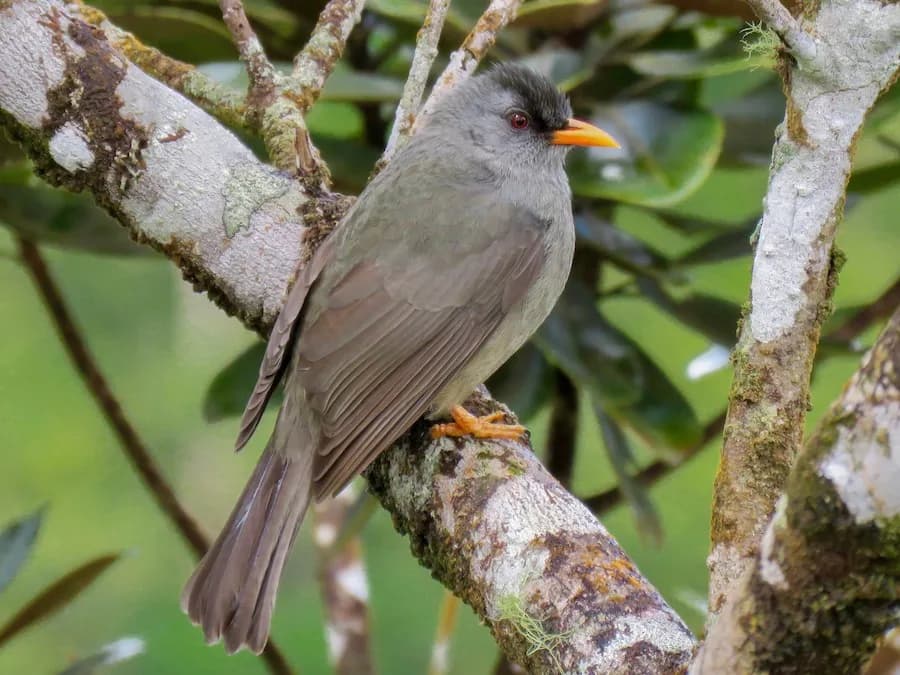 Endemics of Mauritius: A Curated Walk (Bird-Watching)