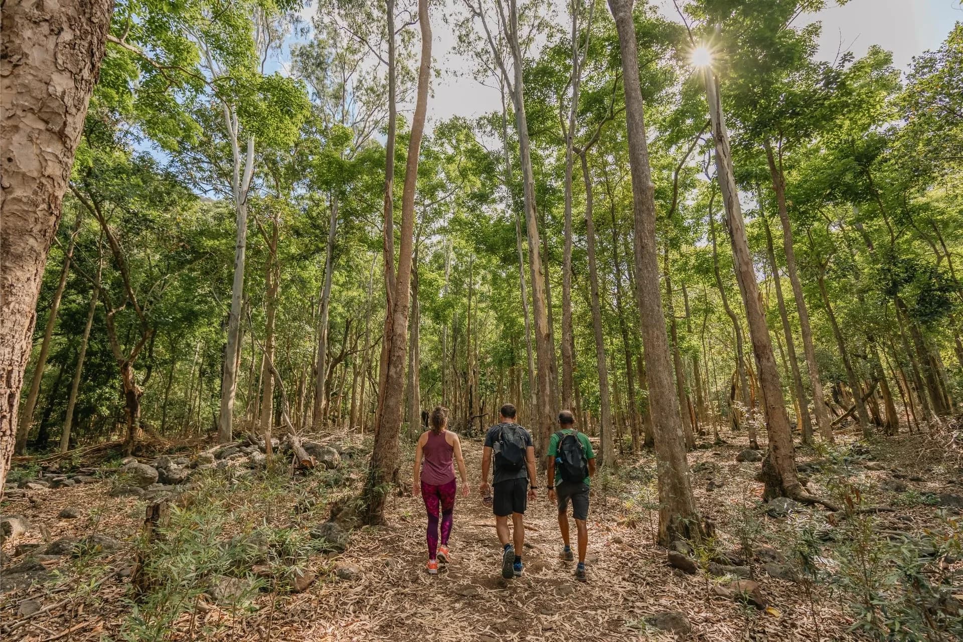 Hiking at Black-River Gorges