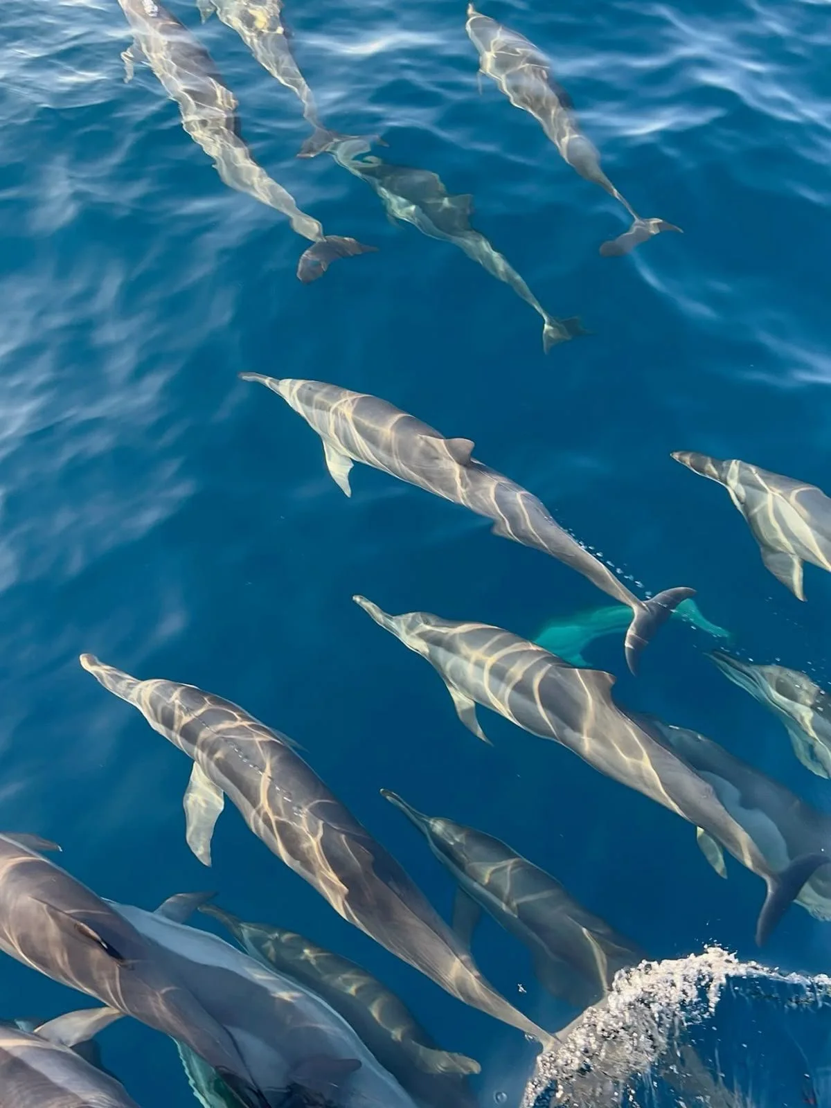 Private Dolphin Watching and Snorkelling with One Drop Excursions