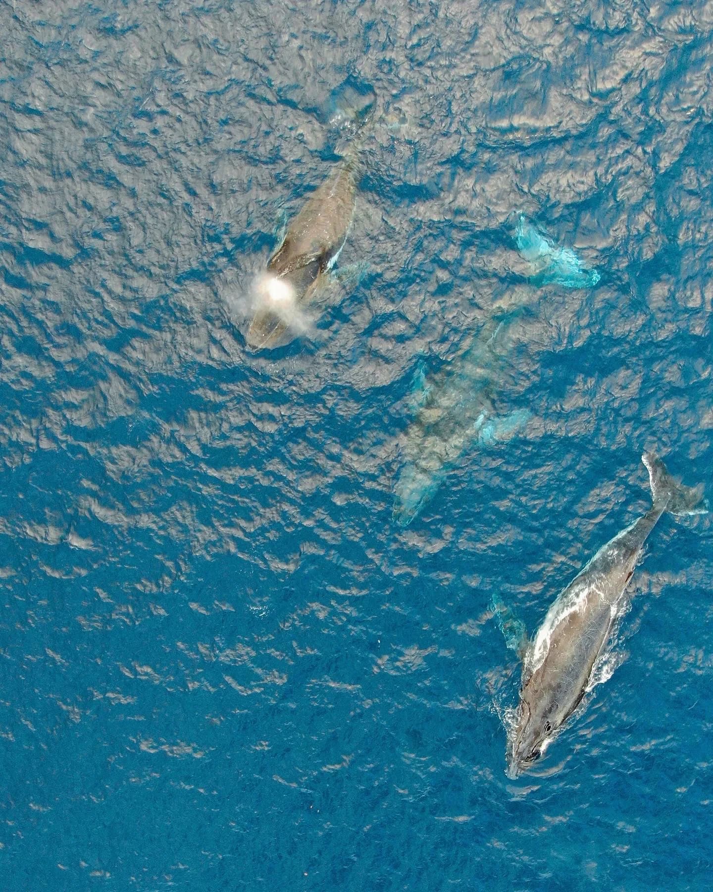 Whale Watching Expedition with Vitamin Sea Mauritius
