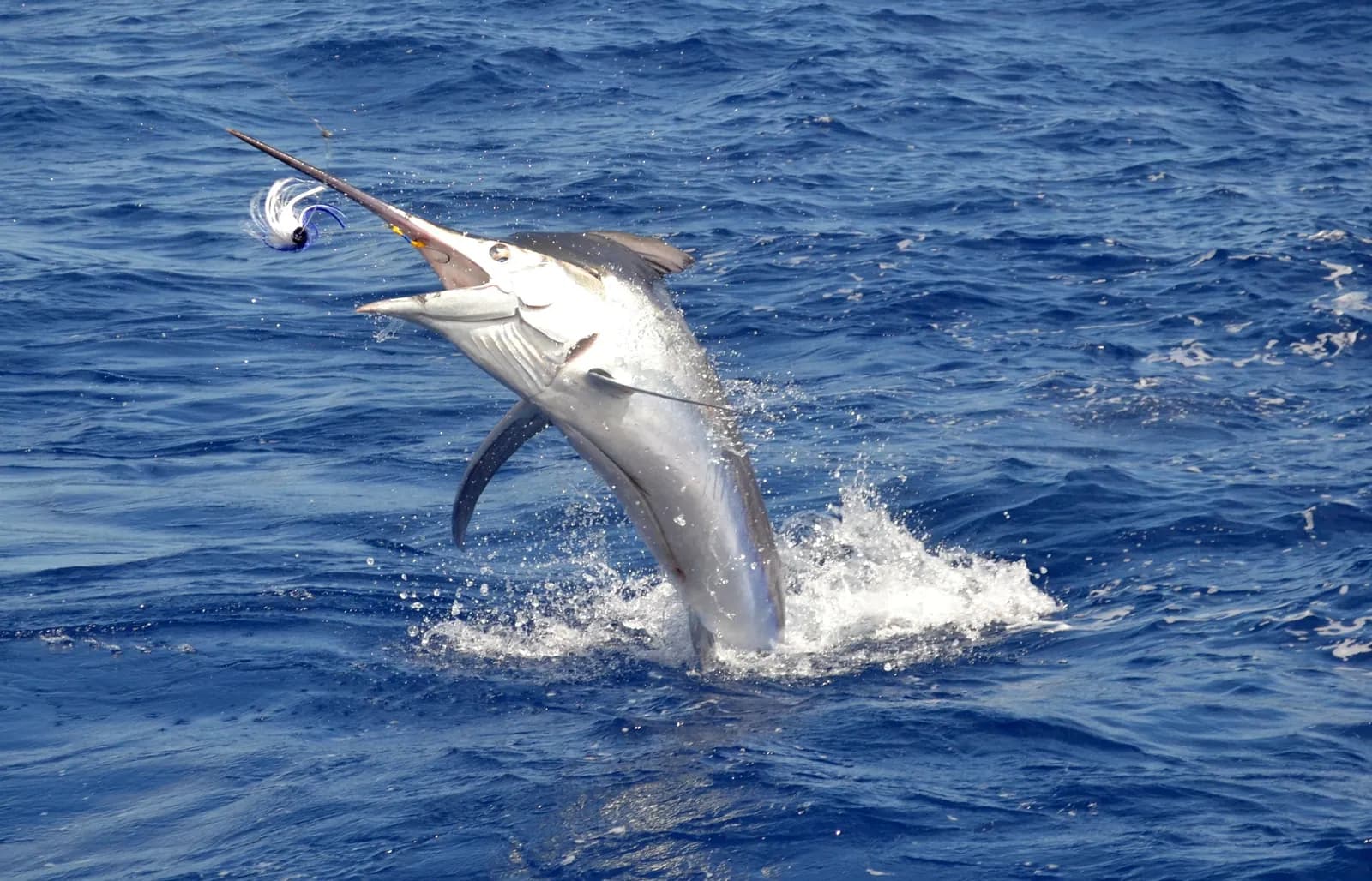 Un poisson à rostre pris à l’hameçon bondit hors de la mer