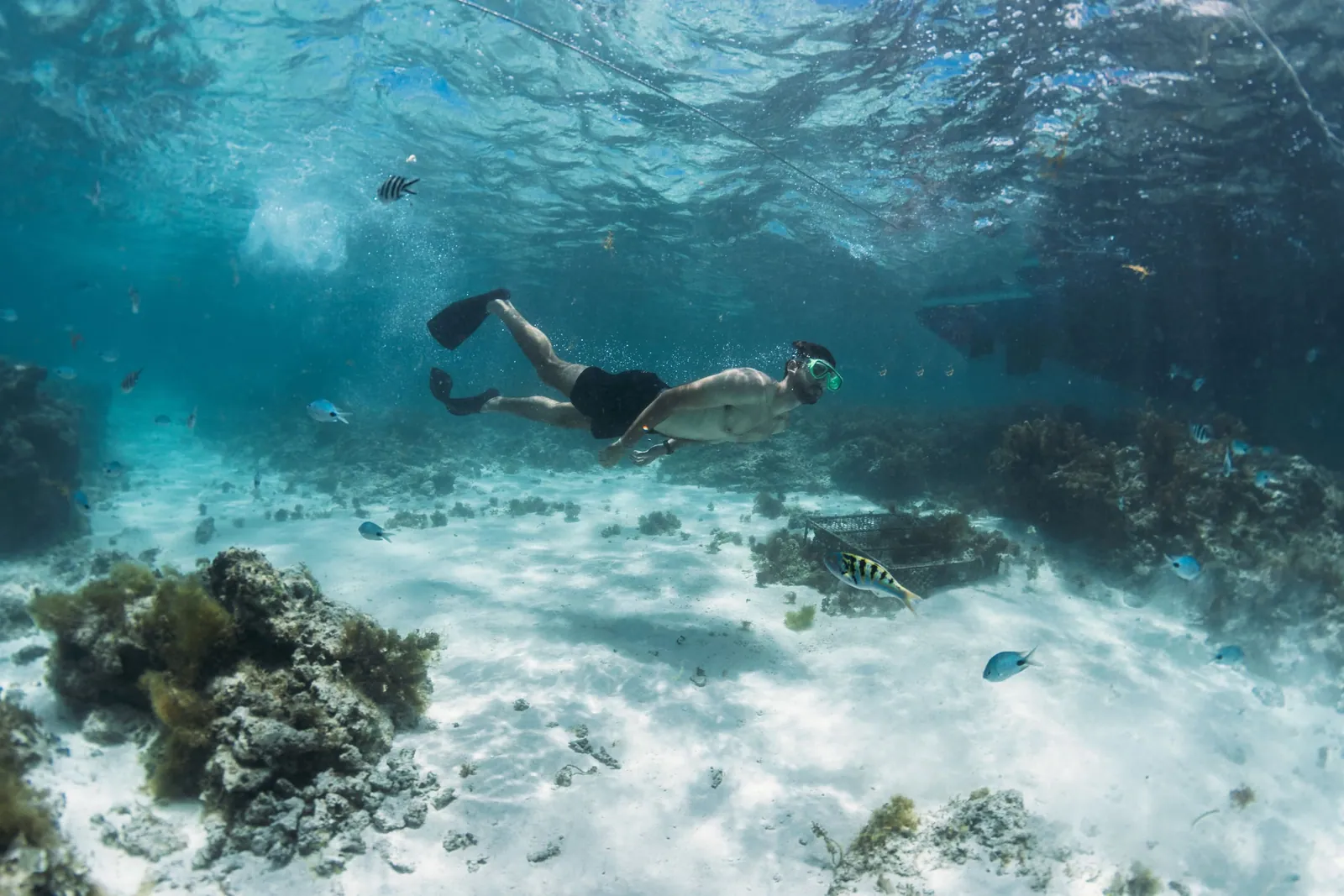 A snorkeller swimming above a coral reef