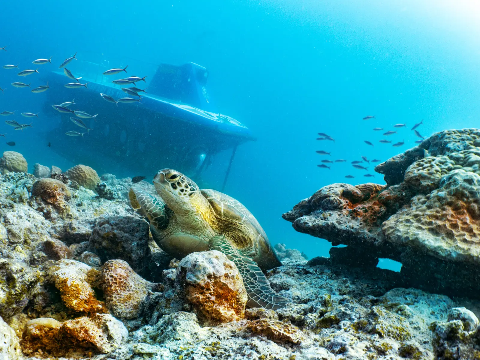 Une tortue marine sur le récif, avec un sous-marin en arrière-plan