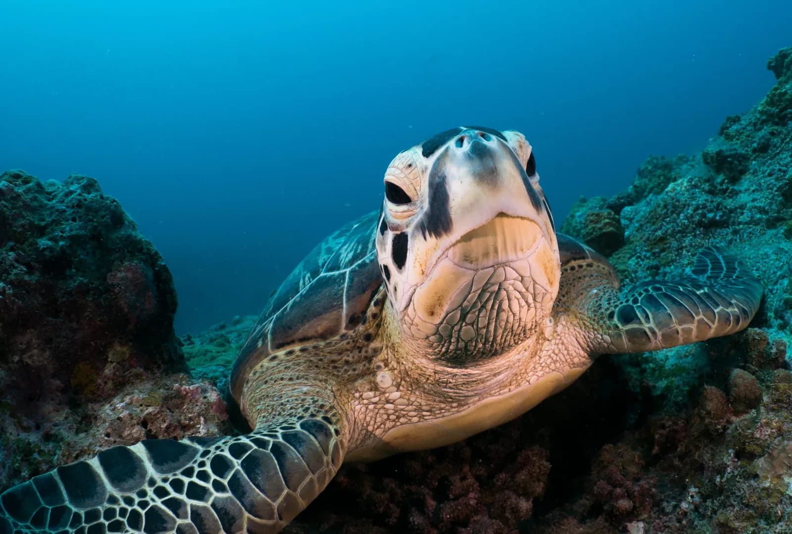 Vue rapprochée d’une tortue marine au-dessus du récif