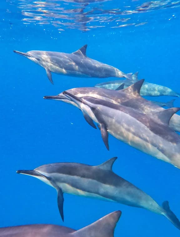 Spinner dolphins below the water surface
