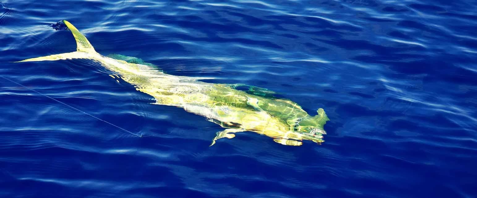 A small game fishing catch on board