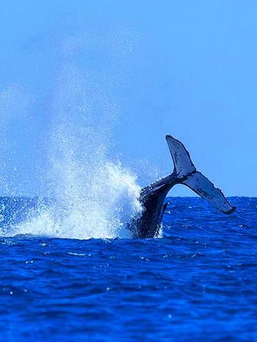 A whale tail above the ocean surface