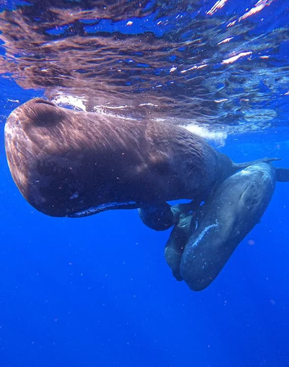 A whale surfacing in deep blue water