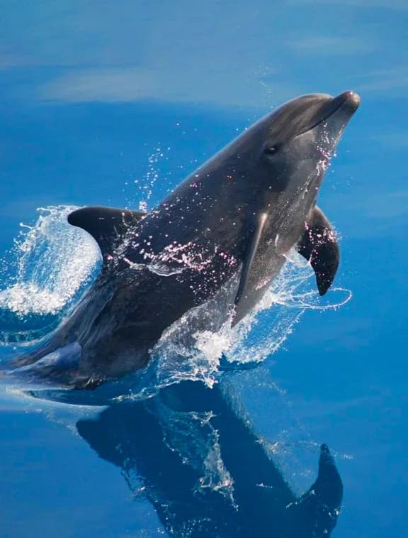 Bottlenose dolphins swimming together