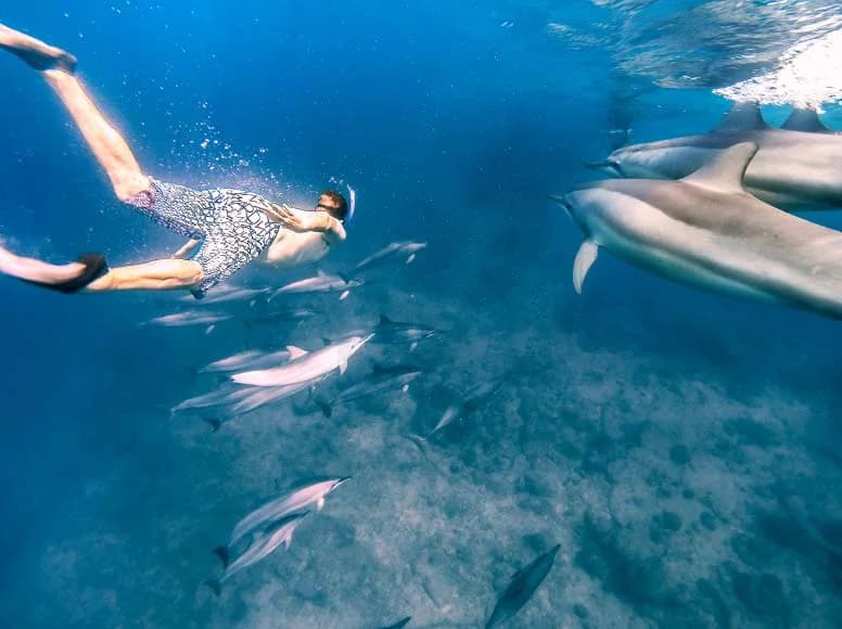 Dolphins swimming in clear water off Mauritius
