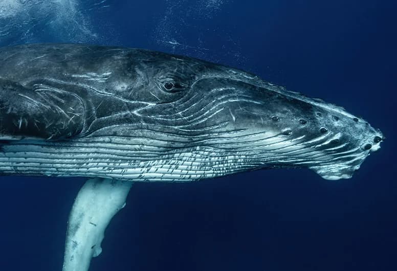 Private Whale Watching from Black River
