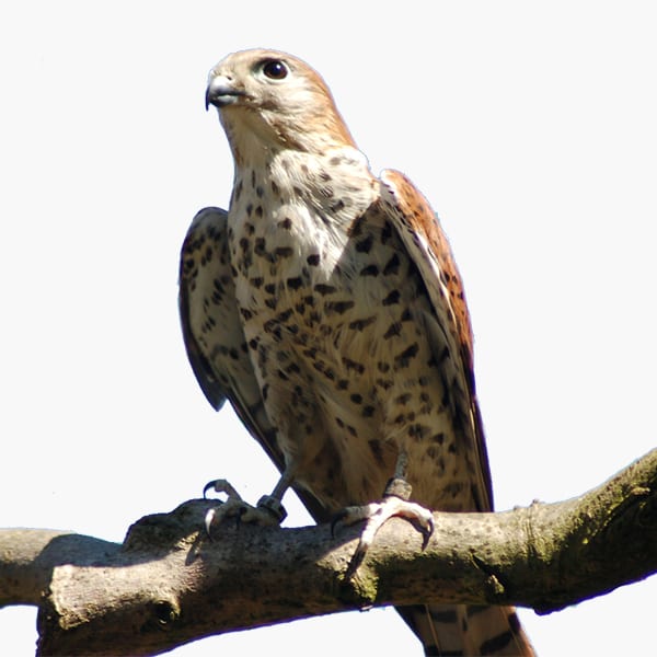 Mauritius Kestrel perched on a branch