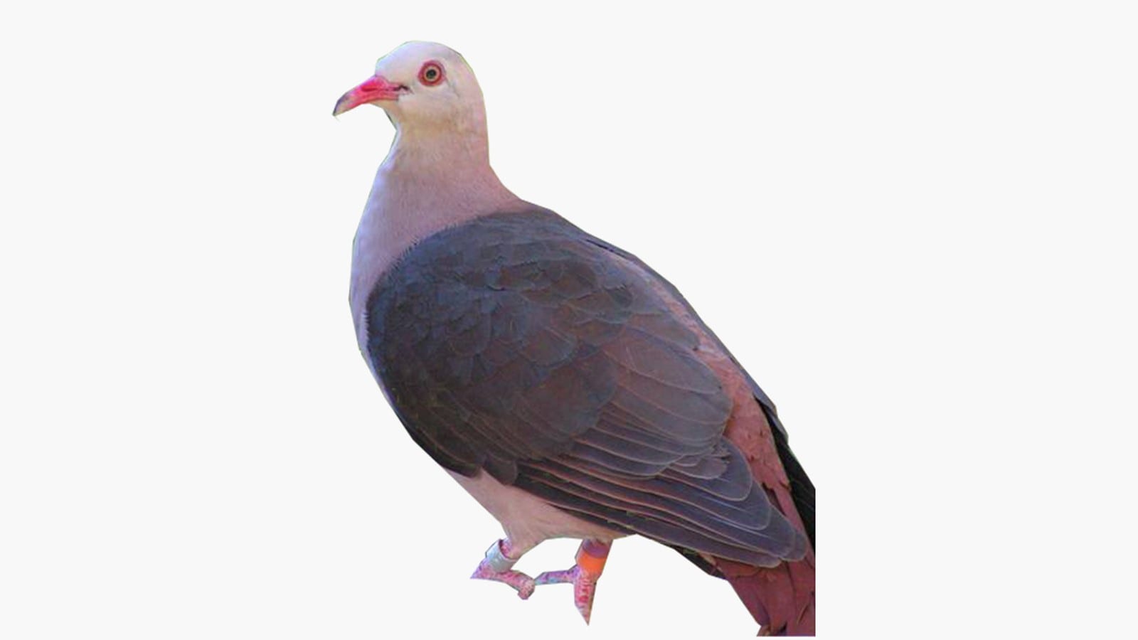 A pink pigeon perched in native Mauritian forest