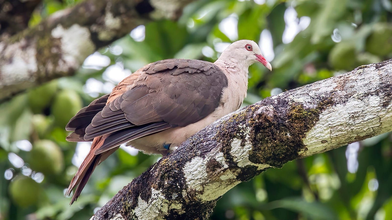 A pink pigeon on a lichen-covered branch in the Ferney valley, south east Mauritius. Photograph by Charles J. Sharp, licensed CC BY-SA 4.0.
