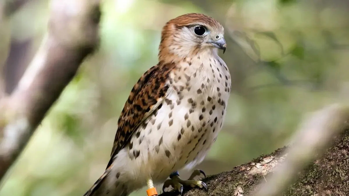 Uccello selvatico osservato a distanza nel suo ambiente naturale a Mauritius
