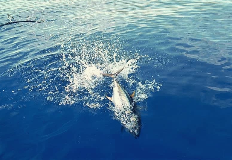 Pesca sportiva leggera privata da Black River