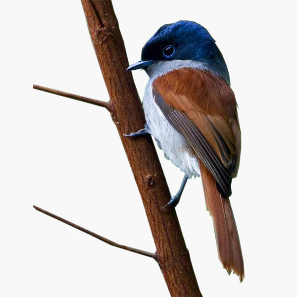 Mascarene Paradise Flycatcher, known locally as coq des bois