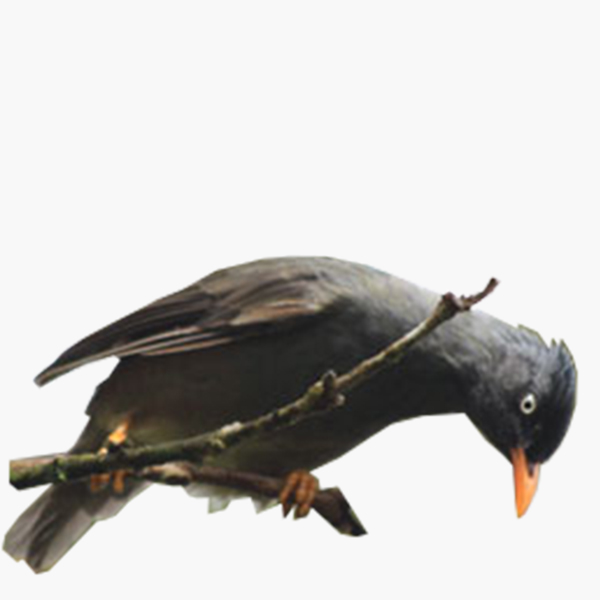 Mauritius Bulbul with its bright orange bill