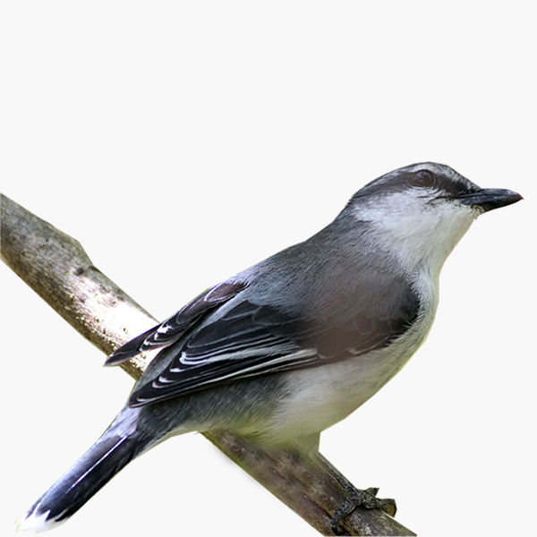 Mauritius Cuckooshrike in the forest canopy