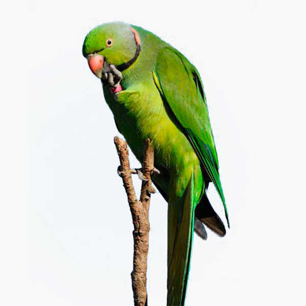 Echo Parakeet in the native forest of Mauritius