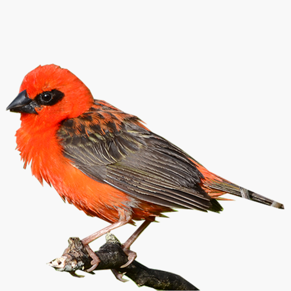 Male Mauritius Fody in red breeding plumage