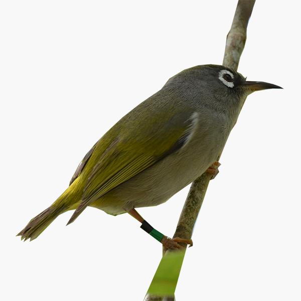 Mauritius Grey White-eye, known locally as pic pic