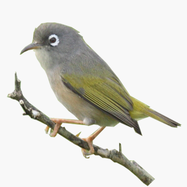 Mauritius Olive White-eye with its white eye ring