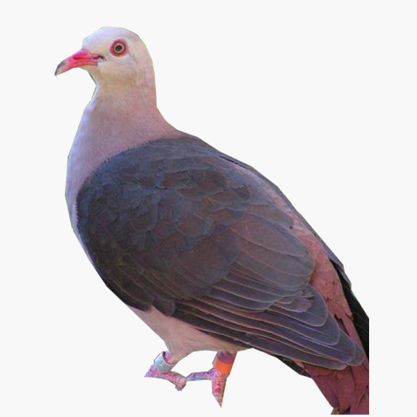 Pink Pigeon in the native forest of Mauritius