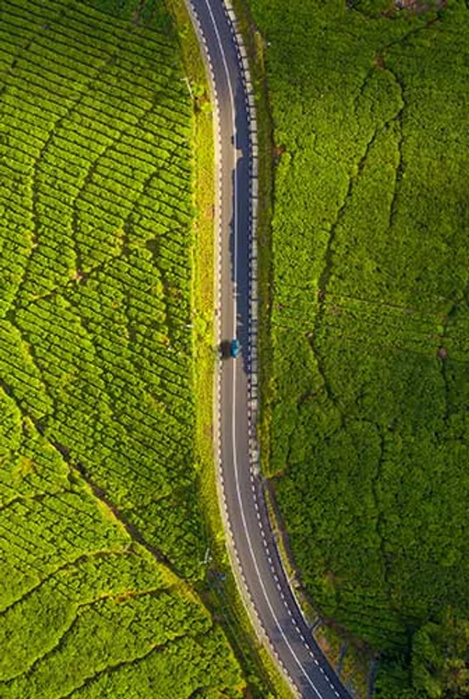 A green tea route in Mauritius