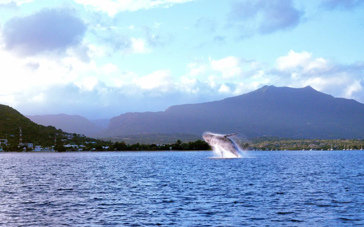 Une baleine émerge avec les montagnes à l’arrière-plan