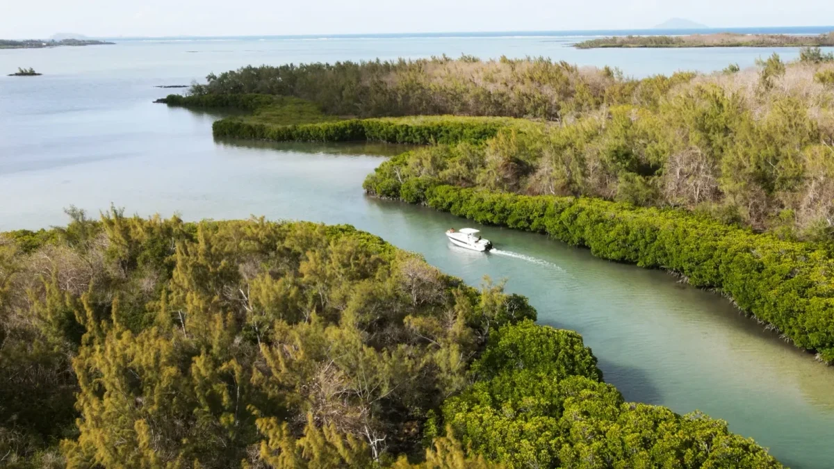 Un chenal entouré de mangroves vu du ciel