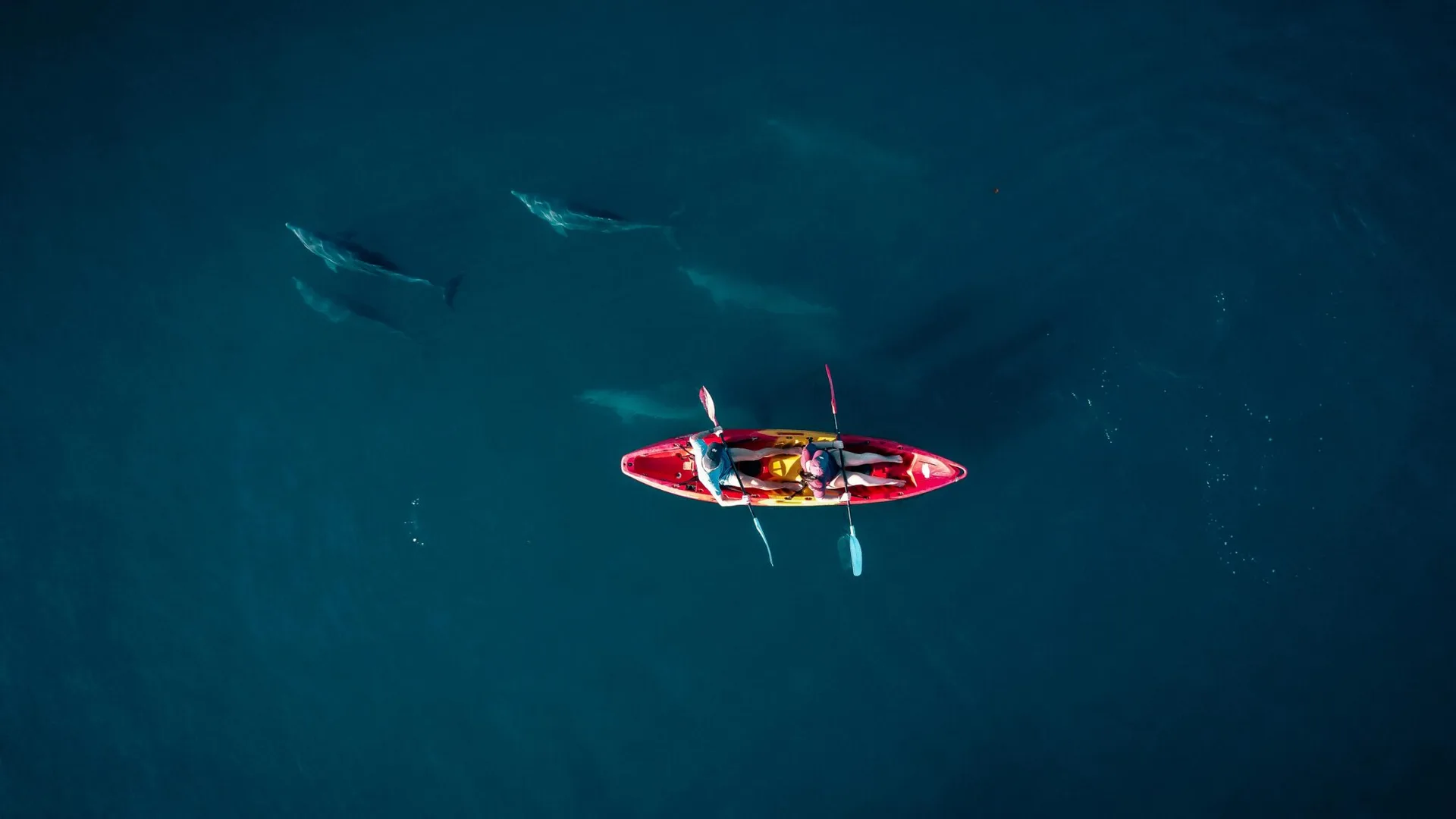 Kayaking with dolphins, Tamarin