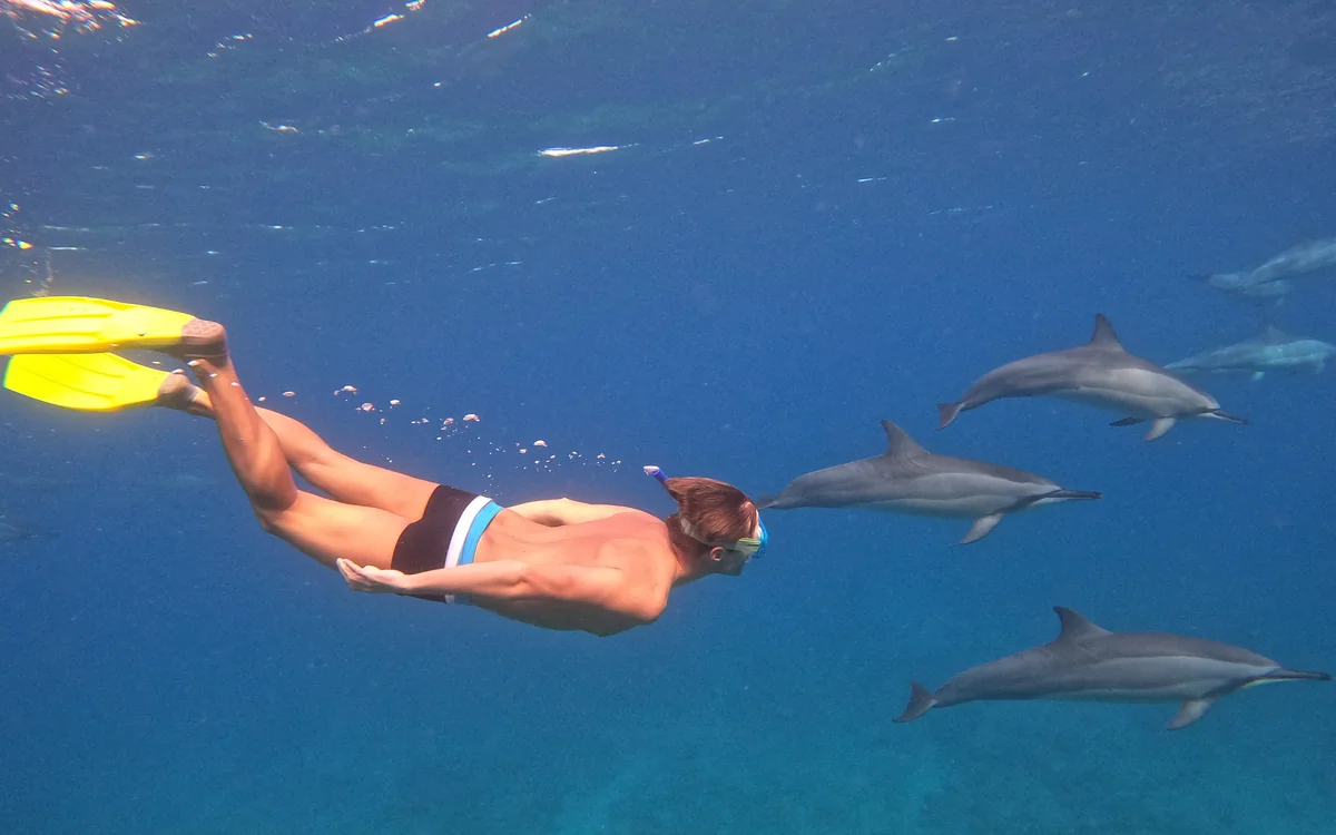 Underwater dolphin GoPro photos and videos