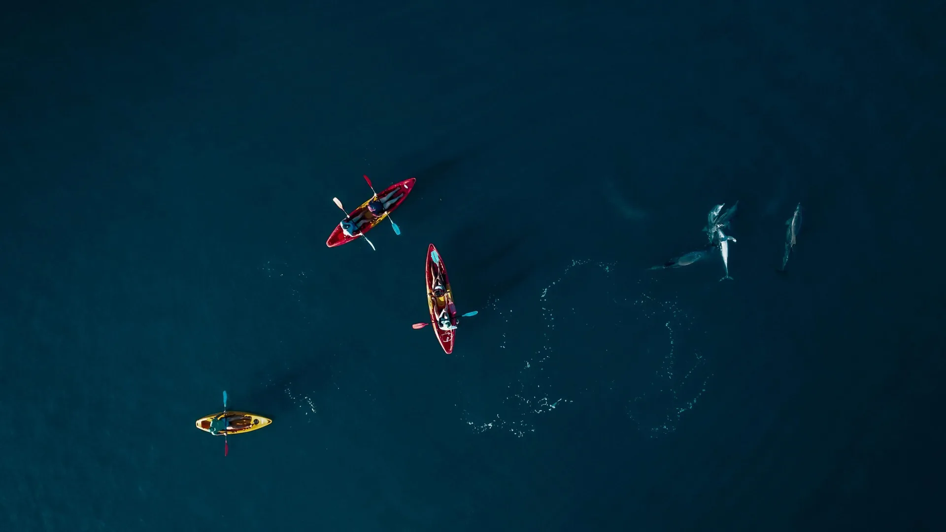 Kayak