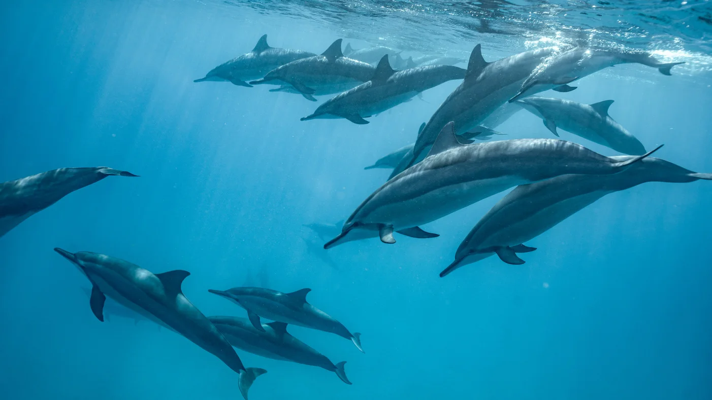 Dolphin Experience GoPro videos