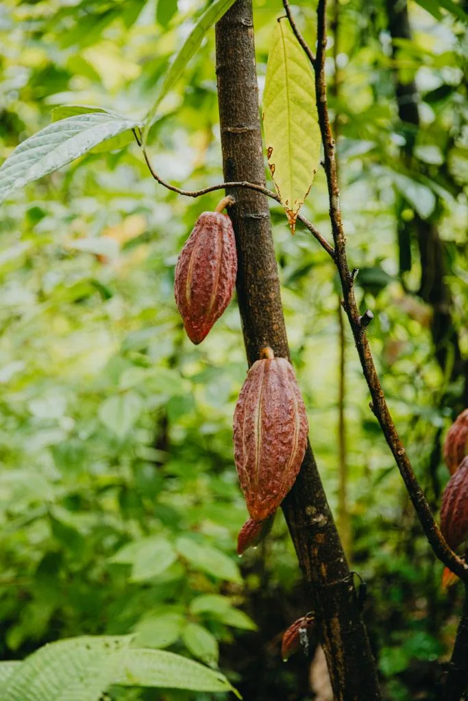 Cacao Journey Mauritius